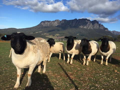 Manna Hill Farm - C Tourism 28