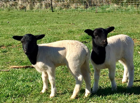 Manna Hill Farm - C Tourism 2