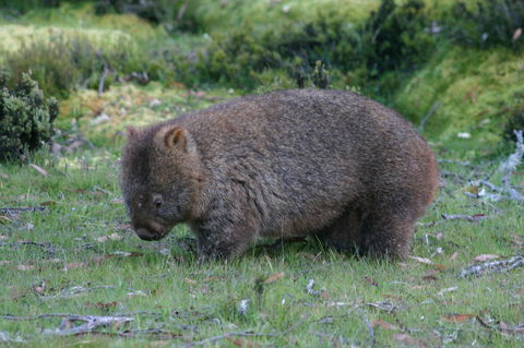 Cradle Mountain Love Shack - C Tourism 27