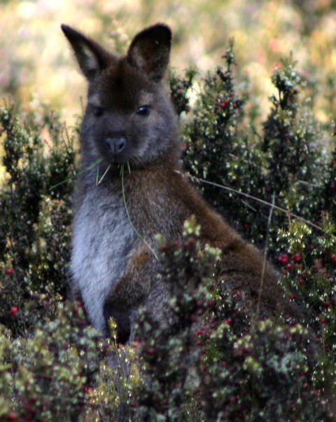 Cradle Mountain Love Shack - C Tourism 21