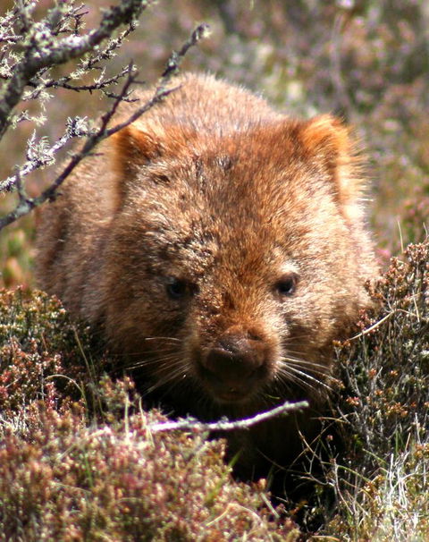 Cradle Mountain Love Shack - C Tourism 24