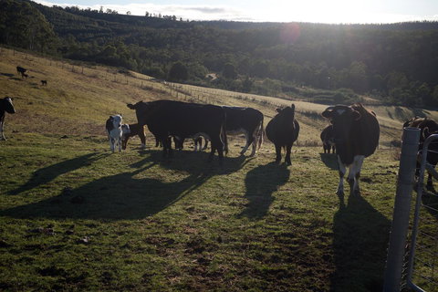 Hamlet Downs Country Accommodation - C Tourism 24