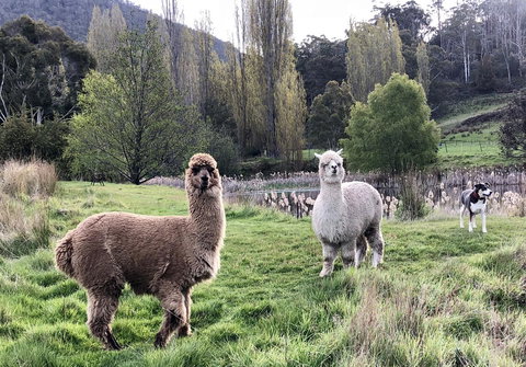 Hamlet Downs Country Accommodation - C Tourism 6