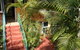 Orchid Guest House - thumb 2