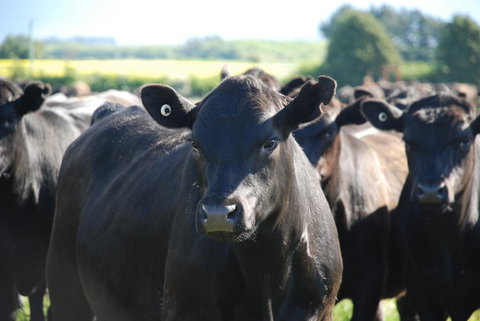 Panshanger Estate - C Tourism 2