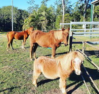 Paskins Farm - C Tourism