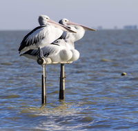 Pelican Perch Retreat - C Tourism