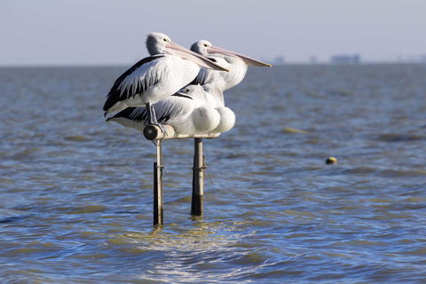 Pelican Perch Retreat - C Tourism 0
