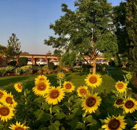 Quirindi Sunflower Motor Inn - C Tourism