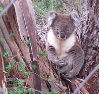 Stringybark Hills Retreat - C Tourism
