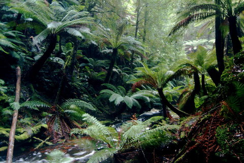 Corinna Wilderness Village - C Tourism 41