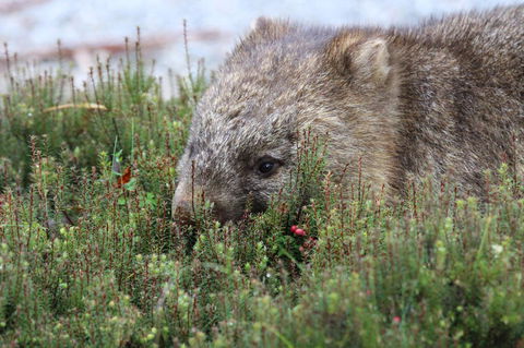 Cradle Mountain Wilderness Village - C Tourism 32
