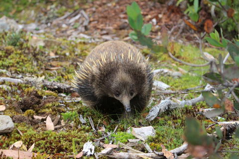 Cradle Mountain Wilderness Village - C Tourism 34