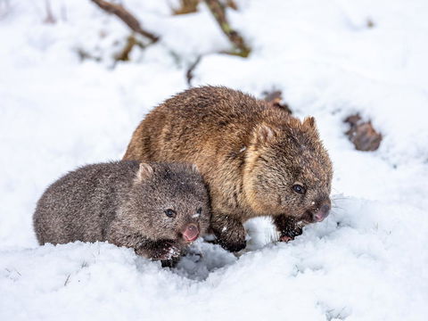 Cradle Mountain Hotel - C Tourism 2