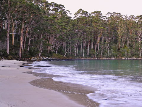 NRMA Port Arthur Holiday Park - C Tourism 41