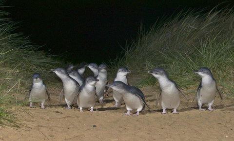 Phillip Island Apartments - C Tourism 13