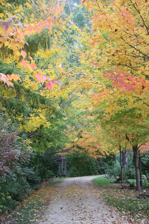 Shady Brook Cottages - C Tourism 12