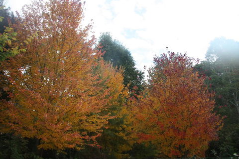 Shady Brook Cottages - C Tourism 13