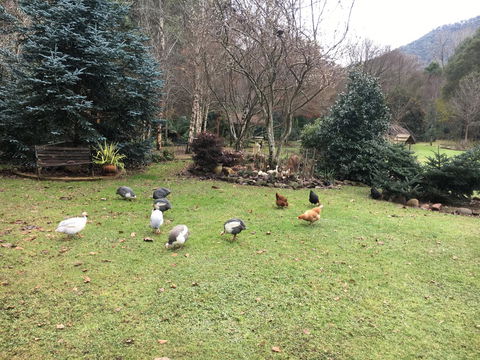 Shady Brook Cottages - C Tourism 17