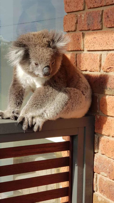 Sunsets On Martyrs Luxury Coastal Beach House Peterborough - C Tourism 26