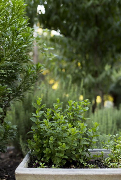 Botanica Editions - C Tourism 5