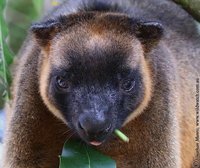 Book Ravenshoe Accommodation Vacations C Tourism C Tourism