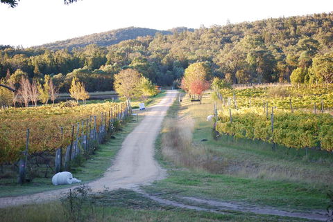 Twisted Gum Vineyard Cottage - C Tourism 1