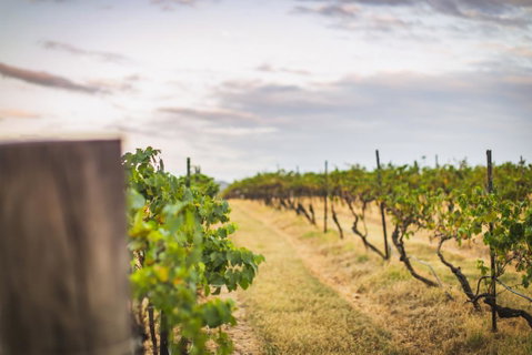 Unlax @ Hunter Valley - C Tourism 3