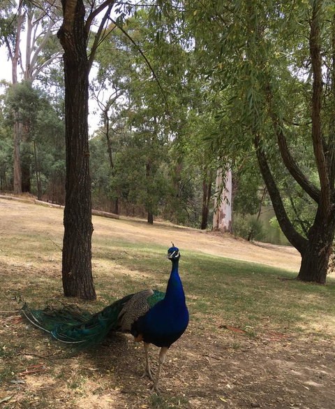 Daydream Cottage - C Tourism 23