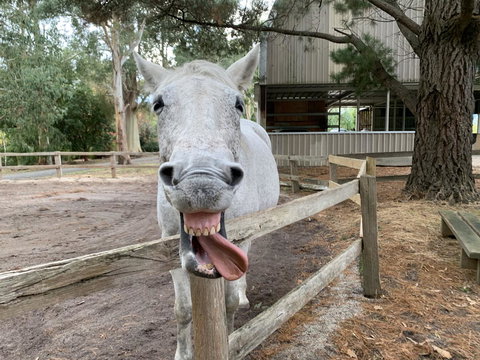 Kangaroo Manor - C Tourism 12