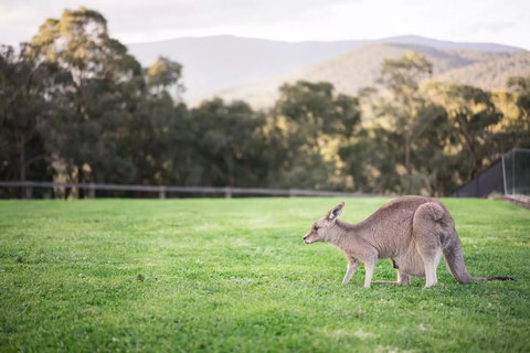 Kangaroo Manor - C Tourism 29