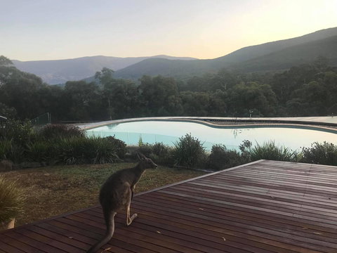 Kangaroo Manor - C Tourism 8