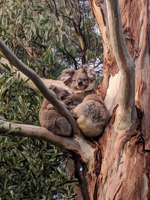 Kangaroo Manor - C Tourism 9