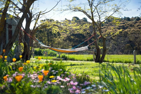 Cabrito - C Tourism 3