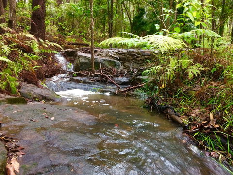 Noosa Hinterland Retreat - C Tourism 12