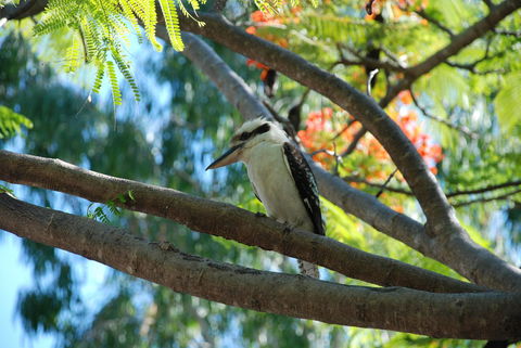 Sanctuary Palm Cove - C Tourism 7