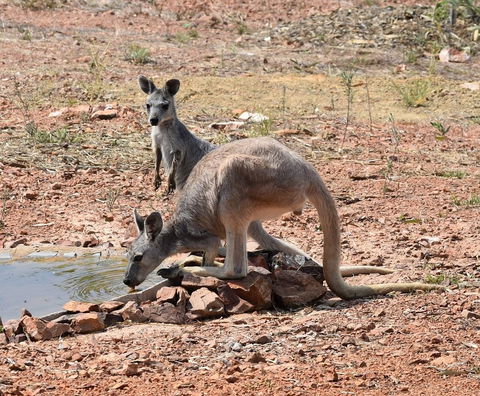 Ironbark House - C Tourism 19