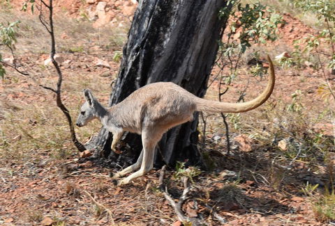 Ironbark House - C Tourism 24
