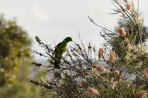 Ironbark House - C Tourism 29
