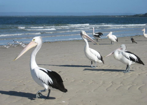 Fairways Golf & Beach Retreat Bribie Island - C Tourism 3