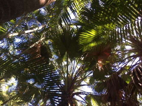 Casuarina - C Tourism 11