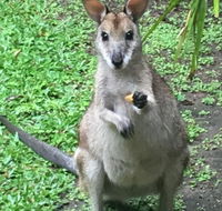 Bluewater Bed  Breakfast Cairns - C Tourism