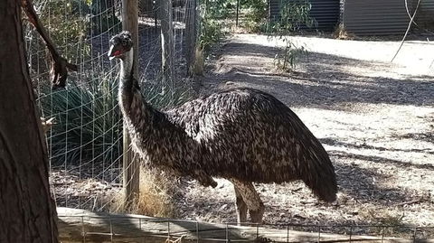 BAROSSA HILLS COTTAGES - C Tourism 3