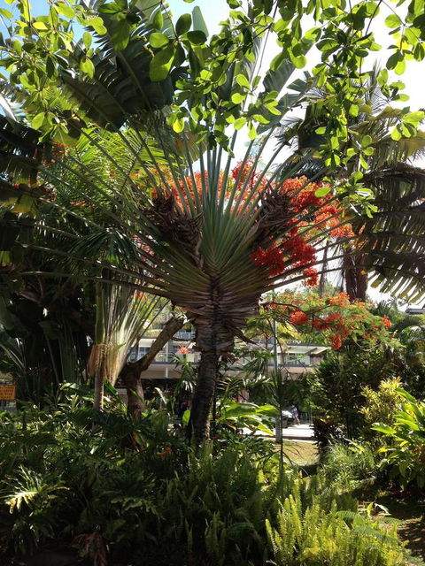 Port Douglas Apartments - Adults Only Oasis - C Tourism 39