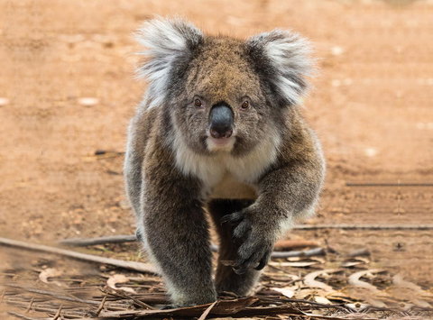 Hanson Bay Cabins - C Tourism 5