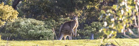 Alkina Lodge - Great Ocean Road - C Tourism 3