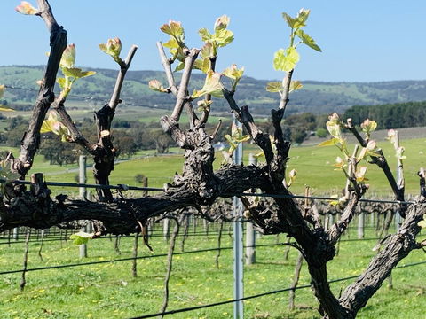 Amongst The Vines Deluxe Retreat - C Tourism 1