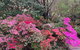 Mountain Villa In Dandenong Ranges - thumb 1