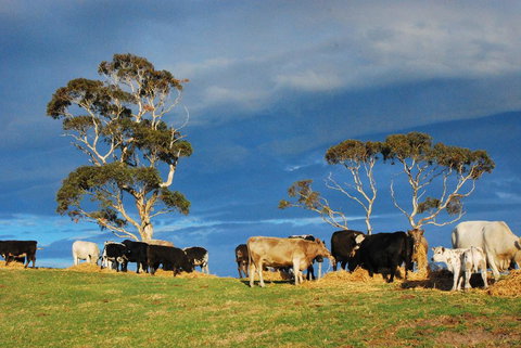 Back Valley Farm Stay Bed And Breakfast - C Tourism 2