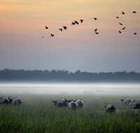 Bamurru Plains - C Tourism
